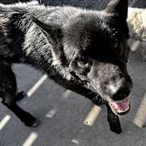 adopt-pet