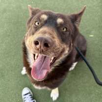 adopt-pet
