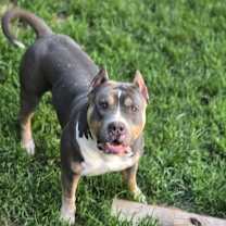 Thumbnail photo of Raiden #3