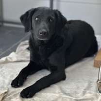 Thumbnail photo of Darling #1