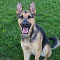 Thumbnail photo of Willa #2