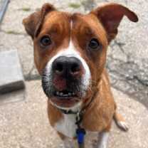 Thumbnail photo of Bruno $400 #4