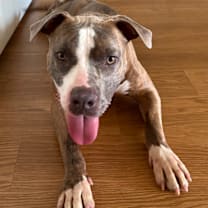 Thumbnail photo of Hank #3