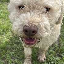 Thumbnail photo of Sanders (AKA Sandy) #1