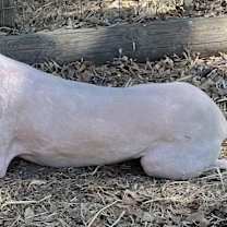 Thumbnail photo of Sanders (AKA Sandy) #3