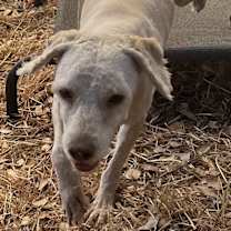 Thumbnail photo of Sanders (AKA Sandy) #4