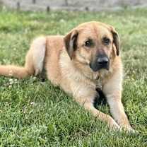 Thumbnail photo of Viola #1