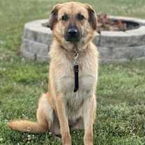 Thumbnail photo of Viola #2