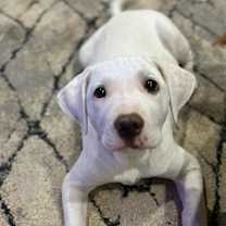 Thumbnail photo of Coconut #2