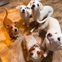 Thumbnail photo of Coconut #3