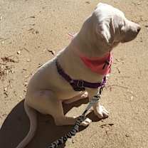 Thumbnail photo of Coconut #4