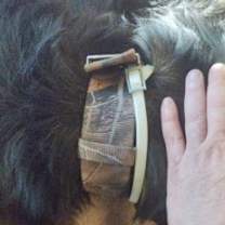 Thumbnail photo of Gus #2