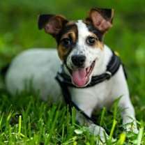 Thumbnail photo of Rigatoni #1