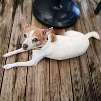 Thumbnail photo of Lucky Boy #2