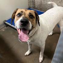 Thumbnail photo of Araya #2