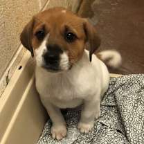 Thumbnail photo of Araya #3