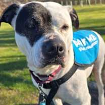 Thumbnail photo of Dee Dee Ramone #2