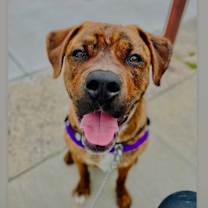 Thumbnail photo of Buckeye D. Dawg #2