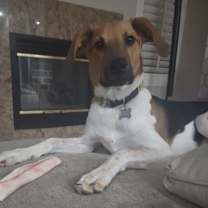adopt-pet