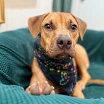 Thumbnail photo of Tiki wonders if he could be your boy #1