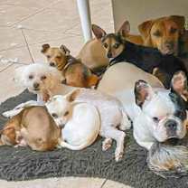 Thumbnail photo of Tiki wonders if he could be your boy #2