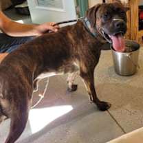 Thumbnail photo of Benji #2