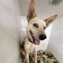 adopt-pet