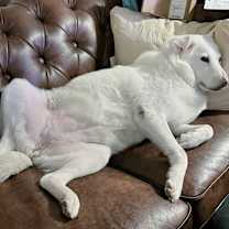 Thumbnail photo of Luna #1