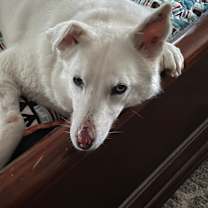 Thumbnail photo of Luna #4