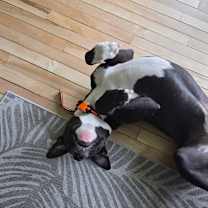 Thumbnail photo of Rocket/ Zeus #3