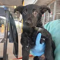 Thumbnail photo of Calibri #2