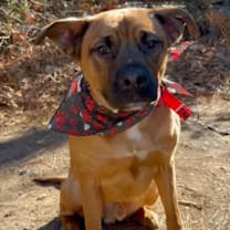 Thumbnail photo of Kenny *FOSTER NEEDED TOO! #1