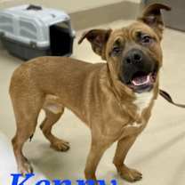 Thumbnail photo of Kenny *FOSTER NEEDED TOO! #2