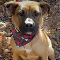 Thumbnail photo of Kenny *FOSTER NEEDED TOO! #3