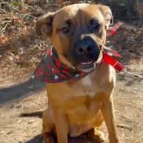 Thumbnail photo of Kenny *FOSTER NEEDED TOO! #4