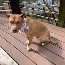 Thumbnail photo of Hazel #1