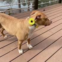 Thumbnail photo of Hazel #4