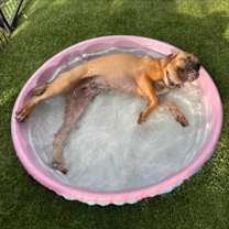 Thumbnail photo of Janet *FOSTER NEEDED TOO! #2