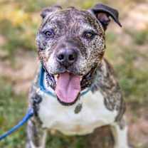 Thumbnail photo of Hector *FOSTER NEEDED TOO! #2