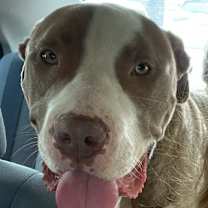 Thumbnail photo of Indy #1