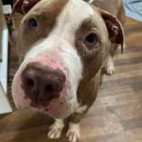 Thumbnail photo of Indy #3