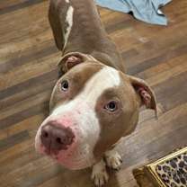 Thumbnail photo of Indy #4