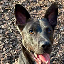 Thumbnail photo of Mavi #3