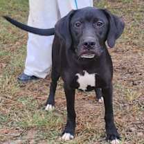 Thumbnail photo of 251081  Wasabi #1