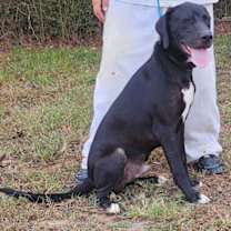 Thumbnail photo of 251081  Wasabi #3