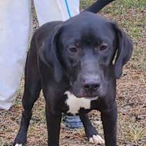 Thumbnail photo of 251081  Wasabi #4