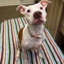 Thumbnail photo of Nala (in foster) #1