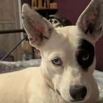 adopt-pet