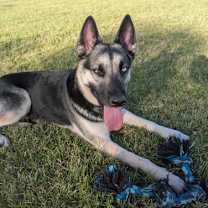 adopt-pet