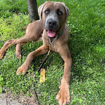 Thumbnail photo of Chewpie #1